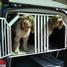 VW T5 Doppelbox in zweiter Etage mit Hunden